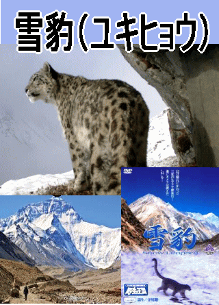 雪豹,ユキヒョウ,野生の王国,DVD